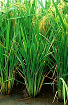 Ragged stunt virus (RSV) severely infected paddy Rice (Oryza sativa) plants in ear, Philippines