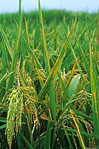 Bacterial leaf streak ( Xanthomonas pv oryzae oryzicola ) on Rice (Oryza sativa) plants in ear, Luzon, Philippines