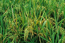 Bacterial leaf streak (Xanthomonas oryzicola) diseased Rice (Oryza sativa) crop , Philippines.
