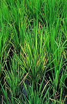 Rice plant (Oryza sativa) infected with Rice tungro bacilliform virus, stunted and chlorotic , Philippines
