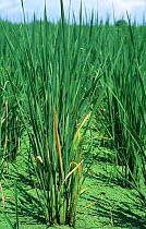Rice plant infected with Rice tungro virus (Rice tungro bacilliform virus) early / mild infection in a paddy Rice (Oryza sativa) plant, Philippines