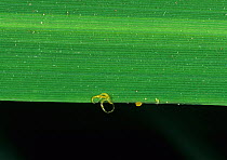 Bacterial blight (Xanthomonas oryzae pv oryzae) bacterial extrusion from the infected Rice (Oryza sativa) leaf, Luzon, Philippines