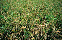 Damage cause by Rice blast (Magnaporthe grisea) leaf and ear disease on paddy Rice (Oryza sativa) crop, Philippines