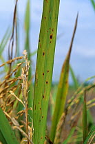 Brown spot (Cochliobolus miyabeanus) spottiing lesions on Rice (Oryza sativa) flagleaf, Thailand