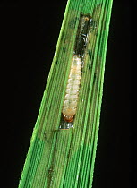 Paddy hispa (Dicladispa armigera) larva exposed in leaf mine in Rice (Oryza sativa), Thailand