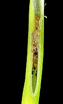 Parasitoid wasps hatched in damage created by Asian rice gall midge (Orseolia oryzae), in a Rice (Oryza sativa) stem, Thailand