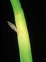 Asian rice gall midge (Orseolia oryza) hatched pupal case emerged from a Rice (Oryza sativa) stem, Luzon, Philippines