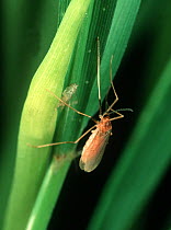 Asian Rice gall midge (Orseolia oryza) adult of major pest on Rice (Oryza sativa), Luzon, Philippines