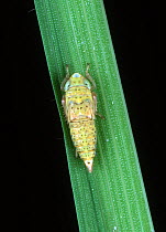 Nymph of a Green paddy rice leafhopper (Nephotettix virescens) pest and disease vector of Rice (Oryza sativa) on a Rice (Oryza sativa) leaf, Philippines