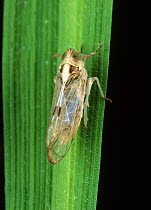 White-backed planthopper (Sogatella furcifera) adult of pest on a Rice (Oryza sativa) leaf, Luzon, Philippines