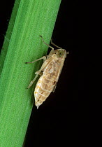 White-backed planthopper (Sogatella furcifera) nymph of pest on a Rice (Oryza sativa) leaf, Luzon, Philippines