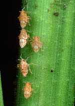 Brown rice planthopper (Nilaparvata lugens) pest and disease vector numphs on Rice (Oryza sativa) stem , Philippines.