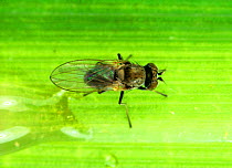 Whorl maggot (Hydrellia philippina) adult pest fly on a Rice (Oryza sativa) leaf, Luzon, Philippines