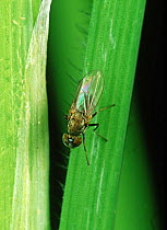 Whorl maggot (Hydrellia philippina) adult pest fly on a Rice (Oryza sativa) leaf, Luzon, Philippines