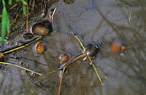 Golden / Channeled apple snails (Pomacea caniculata) introduced edible and pest snails in a Rice (Oryza sativa) paddy, Luzon, Philippines