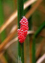 Eggs of Golden apple snail / Channelled apple snail (Pomacea caniculata) in a Rice (Oryza sativa) paddy, Luzon, Philippines