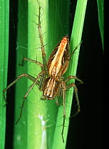Lynx spider (Oxyopes sp.) a predatory hunting spider of small in vertebrates in Rice (Oryza sativa) crops, Luzon, Philippines,