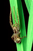 Wolf spider (Lycosa pseudoannulata) female with egg case a predator in Rice (Oryza sativa) paddies, Philippines