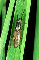 Marsh fly / snail-killing fly (Sepedon aenescens) adult on a paddy Rice (Oryza sativa) leaf, Philippines