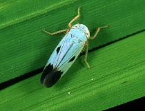 Blue colour variation of Green paddy leafhopper, (Nephottetix virescens), a biotype of this pest species
