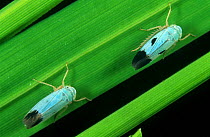 Blue colour variation of Green paddy leafhopper, (Nephottetix virescens) a biotype of this pest species