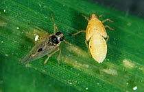 Small brown planthopper (Laodelphax striatellus) winged adult and nymph on Rice (Oryza sativa) plant