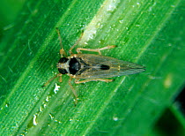 Small brown planthopper (Laodelphax striatellus) adult on a Rice (Oryza sativa) leaf
