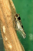 Small brown planthopper (Laodelphax striatellus) adult on a Rice (Oryza sativa) stem
