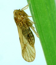 Brown planthopper (Nilaparvata lugens) winged adult pest and disease vector on a Rice (Oryza sativa) stem
