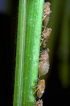 Brown rice planthopper (Nilaparvata lugens) pest and disease vactor nymphs on Rice (Oryza sativa) stem , Philippines.
