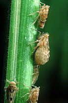 Brown rice planthopper (Nilparvata lugens) pest and disease vector nymphs nymphs on Rice (Oryza sativa) stem , Philippines.