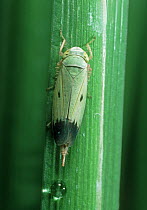 Nymph of a green paddy Rice leafhopper (Nephotettix virescens) pest and disease vector of Rice (Oryza sativa) on a Rice (Oryza sativa) leaf, Philippines