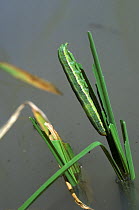 Paddy swarming / lawn armyworm (Spodoptera mauritia) caterpillar damaging on transplanted seedling Rice (Oryza sativa) crop , Philippines.