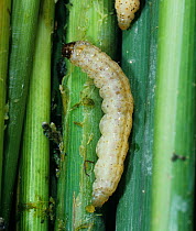 Asiatic stem borer / striped rice stem borer moth (Chilo supressalis) caterpillar feeding in a damaged Rice (Oryza sativa) stem