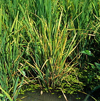 Rice (Oryza sativa) plant infected with tungro virus in a paddy crop , Philippines.