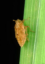Brown Rice planthopper (Nilaparvata lugens) pest and disease vector numphs on Rice (Oryza sativa) stem , Philippines.