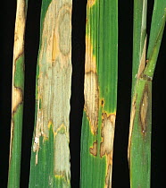 Sheath blight (Rhizoctonia solani) disease bleached lesions on leaves and stems of Rice (Oryza sativa), Luzon, Philippines