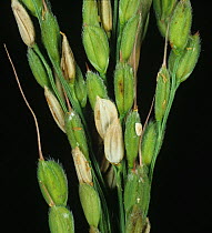 Sheath blight (Rhizoctonia solani) diseased bleached lesions on grains on a Rice (Oryza sativa) ear, Luzon, Philippines