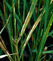 Sheath blight (Thanatephorus cucumeris) infection on Rice (Oryza sativa) plants, Philippines.