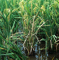 Sheath blight, (Rhizoctonia solani) disease infected paddy Rice (Oryza sativa) crop, Luzon, Philippines