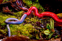 Kinabalu Giant red leech (Mimobdella buettikoferi) feeding on Kinabalu Giant earthworm (Pheretima darnleiensis), Mount Kinabalu, Borneo.