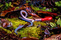 Kinabalu Giant red leech (Mimobdella buettikoferi) feeding on Kinabalu Giant earthworm (Pheretima darnleiensis), Mount Kinabalu, Borneo.