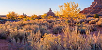 Morning light with Cottonwoods trees in autumn the river with with sagebrush and rabbitbrush in the forground. Valley of the Gods, Colorado Plateau, Great Basin Desert, USA.