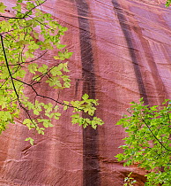 Long Canyon, side canyon with Boxelder leaves (Acer negundo) framing a desert varnish tapestry of color. Grand Staircase-Escalante National Monument, Utah