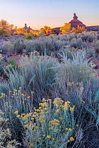 Morning light with autumn colored Cottonwoods (Populus) trees lining the riverside with Sagebrush (Artemisia) and Rabbitbrush in the foreground. Valley of the Gods, Colorado Plateau, Great Basin Deser...