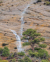 Ponderosa pine (Pinus ponderosa) infront of petrified sand dunes with ephemeral waterfall after autumn rains, Grand Staircase-Escalante National Monument, Utah, USA. October.