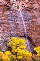 Waterfall over sandstone with cottonwood tree, Long Canyon , Burr Trail, Grand Staircase-Escalante National Monument, Utah, USA. October.