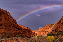 Rainbow over Long Canyon with fall coloured Cottonwood (Populus) trees against canyon walls, Burr Trail, Grand Staircase-Escalante National Monument, Utah, USA, October 2018.