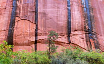 Long Canyon on the historic Burr Trail, with Douglas fir (Pseudotsuga menziesii) against the &#39;varnished&#39; canyon walls with sheets of water flowing over the sandstone. Grand Staircase-Escalante...