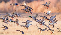 Flocks of Mallard ducks (Anas platyrhynchos) taking off in tree-lined wetlands. Bosque del Apache National Wildlife Refuge, New Mexico, USA.